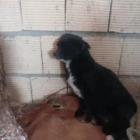 سگ پاکوتاه باهوش|سگ|کرمانشاه, |دیوار