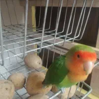 طوطی برزیلی