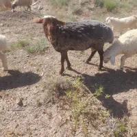گوسفند