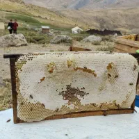 عسل کوهستانی ییلاقات دره بنار مرگور|خوردنی و آشامیدنی|سیلوانه, |دیوار