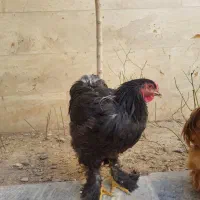 مرغ و خروس برهما|حیوانات مزرعه|قم, چهار مردان|دیوار