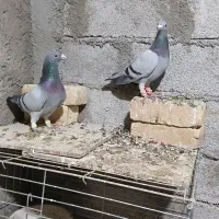 کبودآلمانی