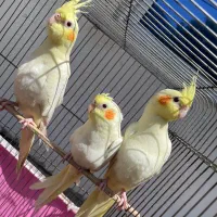 عروس هلندی لوتینو۲ماهه