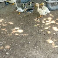 اردک