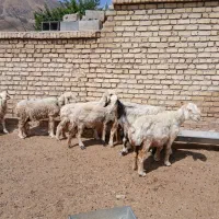 میش گوسفند