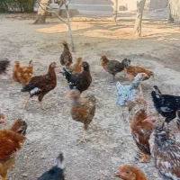 جوجه مرغ و خروس بالغ