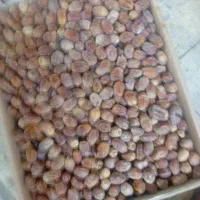 خرما زاهدی امسالی۱۱۵