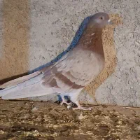 کفتر گرفتنی پرشی