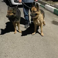 یک جفت ژرمن شپرد شولاین