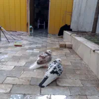کبوتر