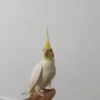 عروس هلندی نر|پرنده|مشهد, ایوان|دیوار