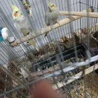 عروس هلندی جفت مولد