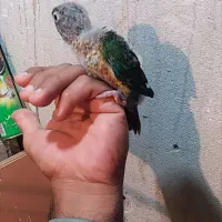 جوجه طوطی گرینچیک سرلاکی تا دونه خور گرین جیک|پرنده|بندرعباس, |دیوار