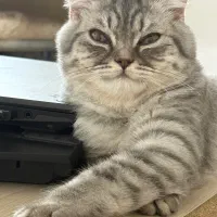 بریتیش ۶ماهه|گربه|ایرانشهر, |دیوار