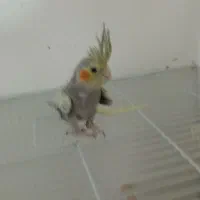 جوجه عروس هلندی