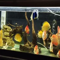 آکواریوم حرفه ای|ماهی|خرمآباد, |دیوار