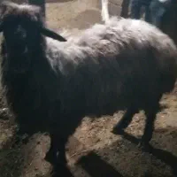 قوچ دوساله|حیوانات مزرعه|ارشق, |دیوار