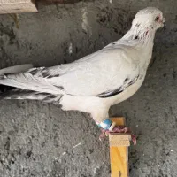 کفتر رنگه پرشی ابلغ دمبی سوسکی چپ|پرنده|مشهد, آزادشهر|دیوار