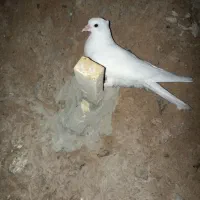 یک عدد ماهی