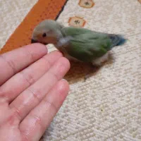 برزیلی سرلاکی مناسب دستی