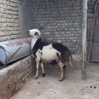 بره قوچ پلنگی