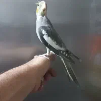 طوطی عروس جوجه