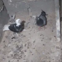 پرنده