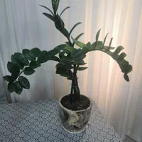 گل و گلدان های خانگی به صورت یکجا یا تکی