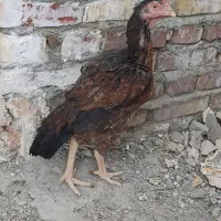 مرغ لاری اصیل نژاد دار|حیوانات مزرعه|سراوان, |دیوار