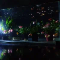 ماهی کالر ویدو زبرا  گوپی  آنجل