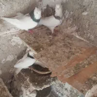 طوق نر ماده