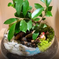 تراریوم شیشه‌ای لاکچری بن سای جنسینگ