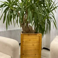بینظیرترین یوکا چندشاخه سوپر یوکا وگلدان تمام چوب