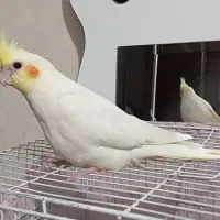 جوجه عروس هلندی|پرنده|رباط‌کریم, رباط‌کریم|دیوار