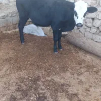 گاو و گوساله نر|حیوانات مزرعه|دهدشت, |دیوار