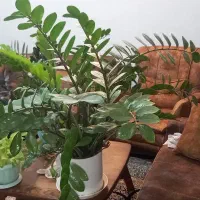 زانفولیا بزرگ نمایشگاهی