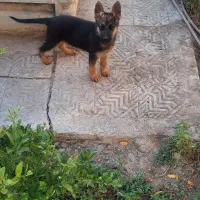 توله ژرمن|سگ|اصفهان, آزادان|دیوار