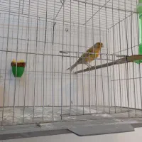 قناری نر بخون