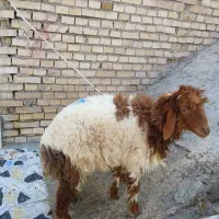 گوسفند ماده