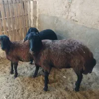 میش افشاری اصلی و لاکن اصلی