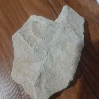 سنگ فسیل آمونیت