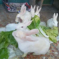 فروش خرگوش|موش و خرگوش|ایذه, |دیوار