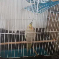 عروس هلندی|پرنده|کیار, |دیوار