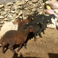 فروش  بره و قوچ هترو