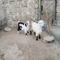 2  بز  و  2 بیگ|حیوانات مزرعه|مسجد سلیمان, |دیوار