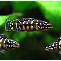 کالووس.پانک.اسلاتوس