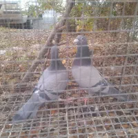 کبوتر پلاکی|پرنده|سهند, |دیوار