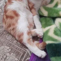 گربه نژاد DSH