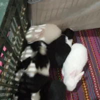 خرگوش|موش و خرگوش|آزادشهر, |دیوار