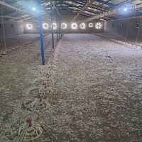 سیستان بلوچستان کود مرغی